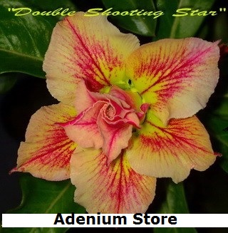 New Adenium \'Double Shooting Stars\' 5 Seeds